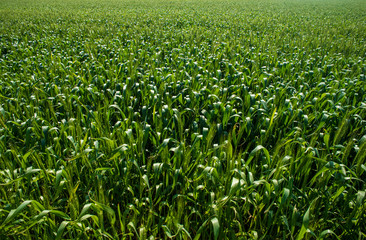 Fototapeta premium Green wheat field