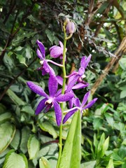 Aranda Wan Chark Kuan purple Orchid flowers in Singapore garden.  Orchid flowers stock photo.