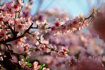 In full bloom in the peach blossom