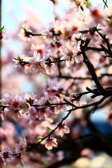 In full bloom in the peach blossom