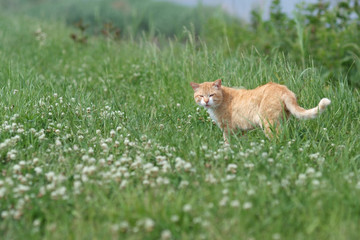 Cat in the field - 野原のネコ