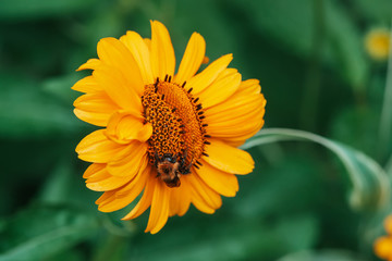 Fluffy bumblebee on juicy yellow flower with orange center and vivid pleasant pure petals. Pollination of beautiful flowering topinambur close-up. Bumblebee collect nectar in inflorescence in macro.