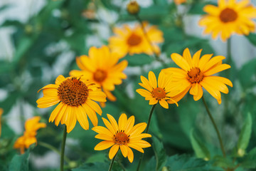 Group of colorful juicy yellow flower with orange center and vivid pleasant pure petals. Flowering jerusalem artichoke in macro. Many helianthus tuberosus close-up. Beautiful flowers of topinambur.