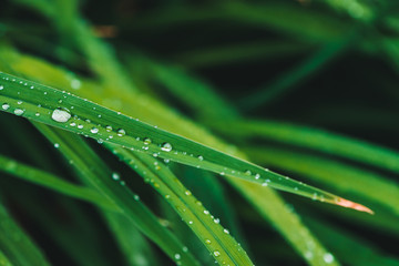 Beautiful vivid shiny green grass with dew drops close-up with copy space. Pure, pleasant, nice greenery with rain drops in sunlight in macro. Background from green textured plants in rain weather.