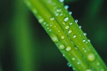 Beautiful vivid shiny green grass with dew drops close-up with copy space. Pure, pleasant, nice greenery with rain drops in sunlight in macro. Background from green textured plants in rain weather.