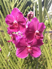 Papilionanda Hilo Rainbow Orchid flowers in Singapore garden. Orchid flowers stock photo