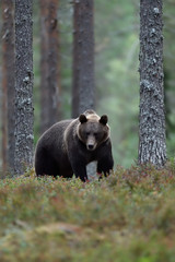 brown bear in the late evening forest scenery