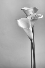 Monochrome calla lilies