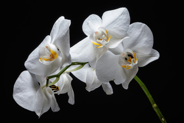 Fototapeta na wymiar Beautiful spring tender orchid flower close up.