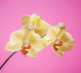  Beautiful spring tender orchid flower close up.
