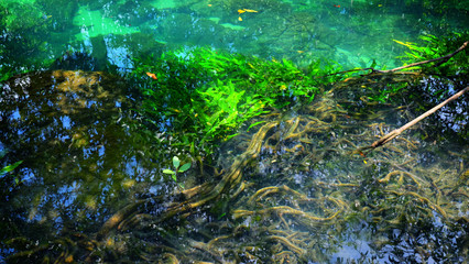 Roots of tree, seaweed, stone and reflection of water under emerald spring pool in tropical mangrove forest park at the south of Thailand.