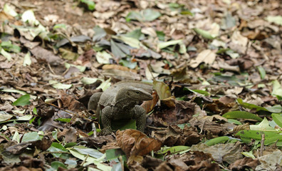 Waran Echse in Singapur