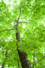 Fototapeta na wymiar Fresh Green Tree - 新緑の木
