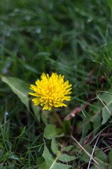 Dandelion Blossom