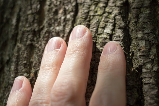 Close up of woman's hand touching tree trunk