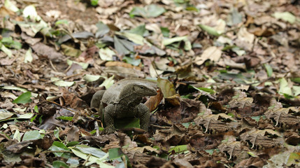 Waran Echse in Singapur
