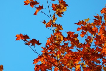 autumn leaves against blue sky