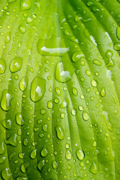 Vertical photo of big green Hosta leaf close up with raindrops.