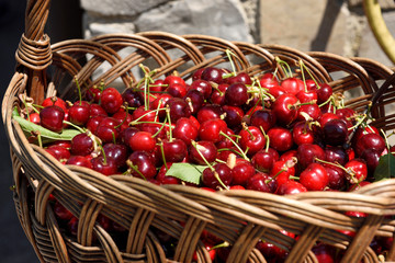 Fresh picked cherries in a wicker basket in Dolnje Cerovo in the Gorica Hills Brda Slovenia - obrazy, fototapety, plakaty