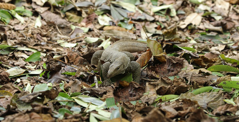 Waran Echse in Singapur