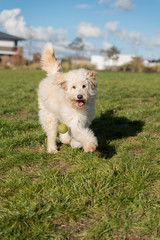 dog playing on grass