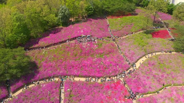 Drone looks downward and sped up 2x at the azalea festival in South Korea.