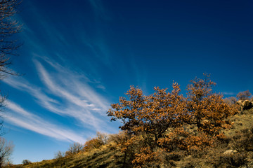 human nature waterfall tree