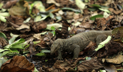 Obraz premium Waran Echse in Singapur