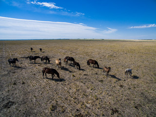 Troop of horses, on the plain, in La Pampa, Argentina