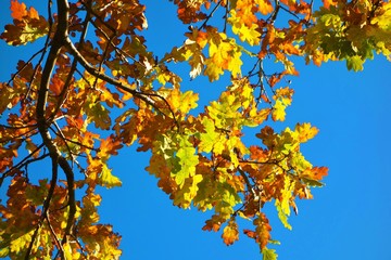 autumn leaves against blue sky