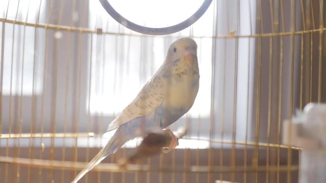 Budgerigar close up in the bird cage. Budgie. Funny budgerigar in a cage at the window. Green blue budgie in bird cage. Homes pet. 4K