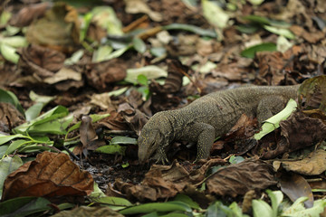 Waran Echse in Singapur