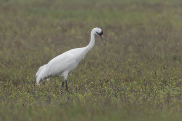 Critically Endangered Whooping Crane in Aransas National Wildlife Refuge on a very foggy morning