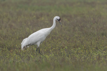 Fototapeta premium Critically Endangered Whooping Crane in Aransas National Wildlife Refuge on a very foggy morning