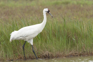 Critically Endangered Whooping Crane in Aransas National Wildlife Refuge on a very foggy morning