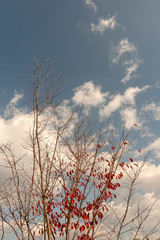 Autumn color in Japan