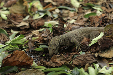 Waran Echse in Singapur