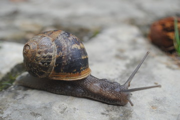 Escargot