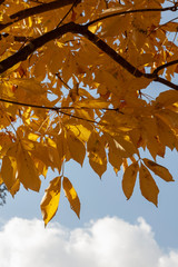 Autumn color in Japan