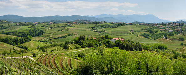 Fototapeta na wymiar Panorama of Vineyards in the green hills of Gorizia Brda from Sveta Gora and Gornje Cerovo to Vipolze Slovenia