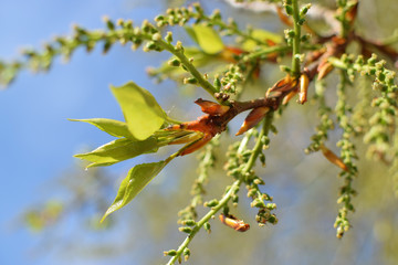 Birch buds in spring