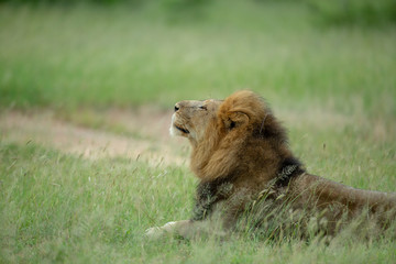 Male lion in the grass