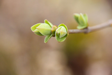 The buds of Spring