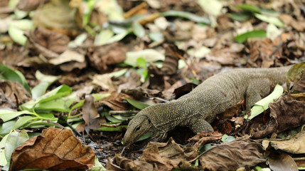 Waran Echse in Singapur