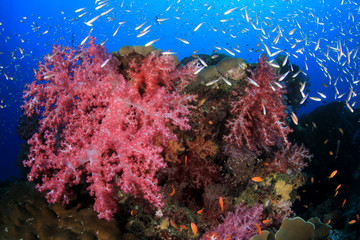 Fototapeta na wymiar Coral reef and fish in ocean 
