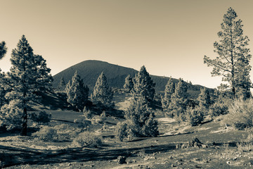 Pine trees growing from black volcanic soil.
