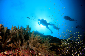 Naklejka na ściany i meble Scuba diving on coral reef 