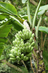 Fototapeta premium Banane Bananenstaude