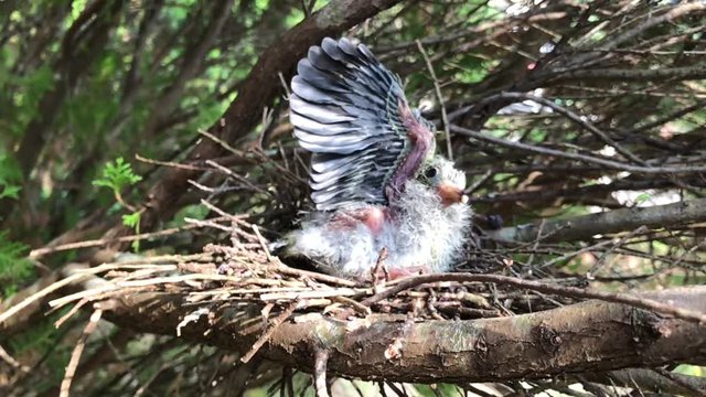 An image of a baby bird , Jambu fruit-dove on the nest