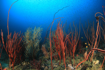 Fototapeta na wymiar Coral reef and fish in ocean 